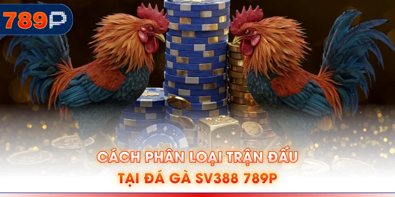 Cách phân loại trận đấu tại đá gà SV388 789P